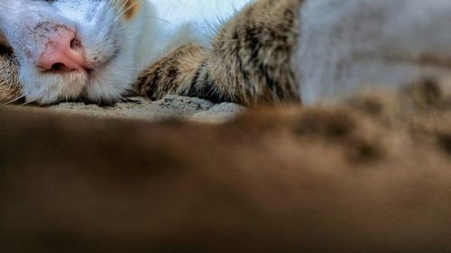 Close up of cat nose and foot