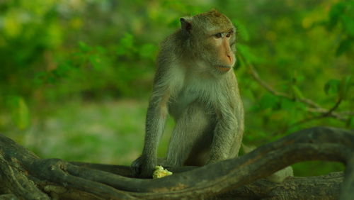 Monkey sitting on tree branch