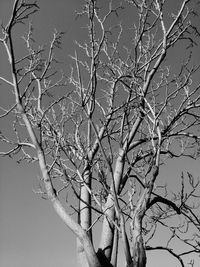 Bare trees against sky