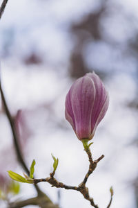 Close-up of pink flowering plant