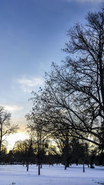 Birds by trees against sky during sunset