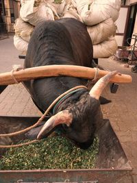 Close-up of horse sitting outdoors