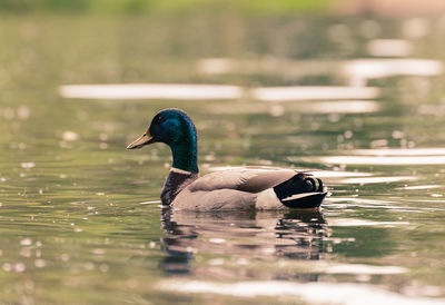 Full length of a duck swimming in lake