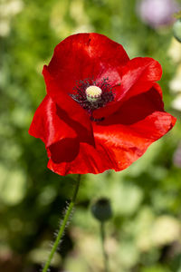 Close-up of red poppy flower