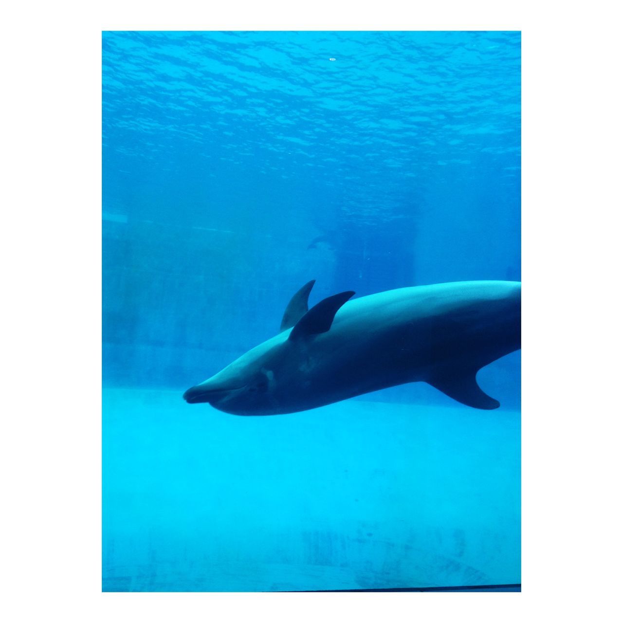 animal themes, underwater, swimming, water, animals in the wild, wildlife, sea life, fish, blue, sea, one animal, undersea, aquarium, auto post production filter, nature, zoology, full length, transfer print, dolphin, beauty in nature