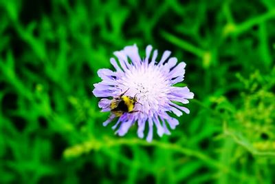 Close-up of honey bee on flower