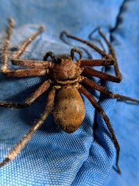 Close-up of spider