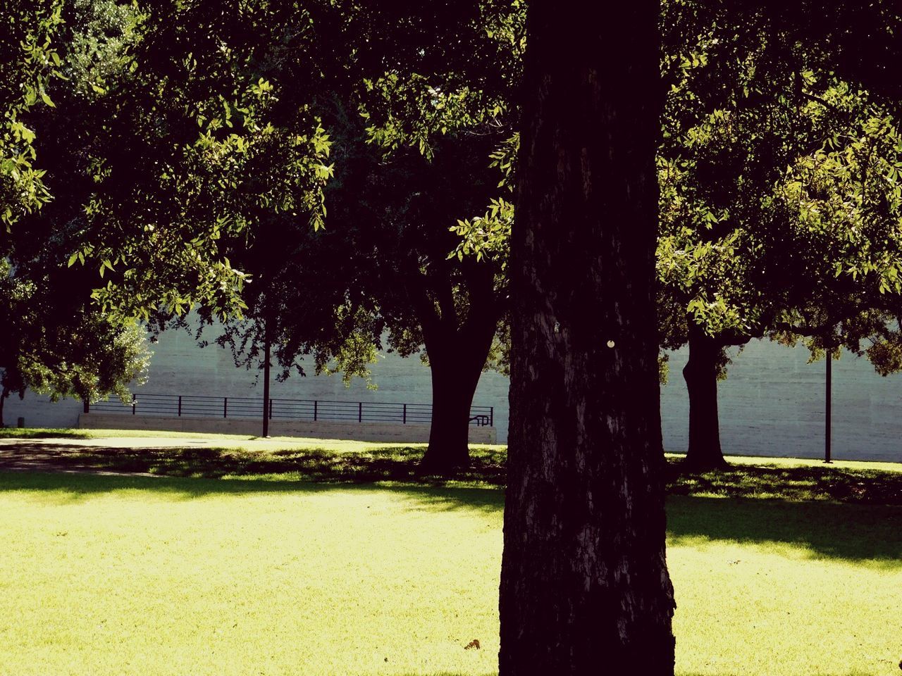 tree, growth, nature, beauty in nature, tranquility, scenics, no people, outdoors, shadow, tranquil scene, grass, water, sky, day