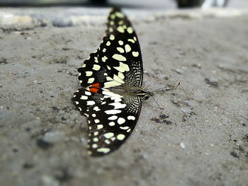 Close-up of butterfly on leaf