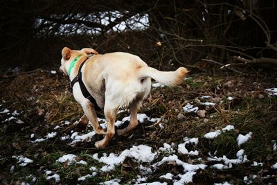 Dog running on outdoors