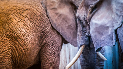 Close-up of elephant