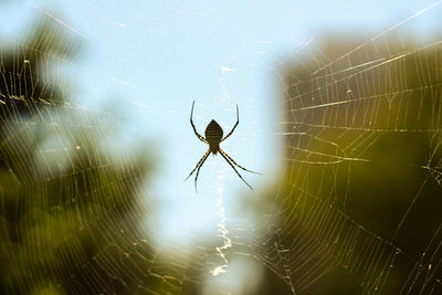 Close-up of spider on web