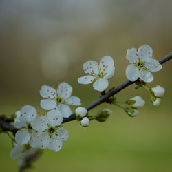 Close-up of cherry blossoms in spring