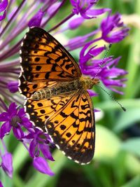 Close-up of butterfly pollinating on pink flower