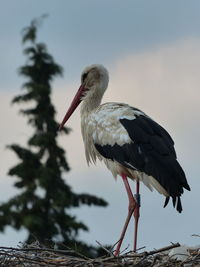 A beautiful stork standing in it's nest