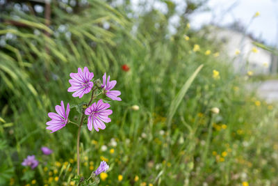 Close-up of purple flowering plants on field