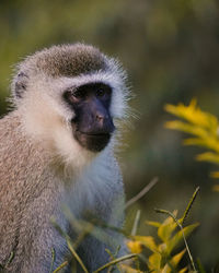 Vervet monkey