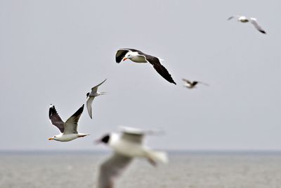 Seagulls flying over sea against clear sky