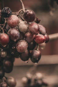 Close-up of grapes growing on tree