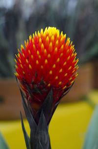 Close-up of yellow flower