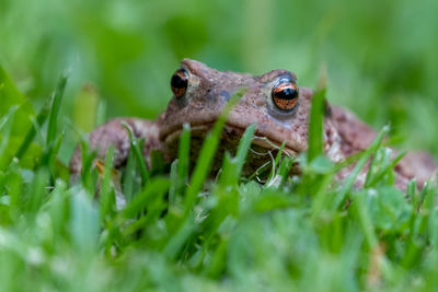 Close-up of toad on grass