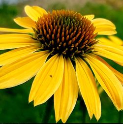 Close-up of yellow daisy flower