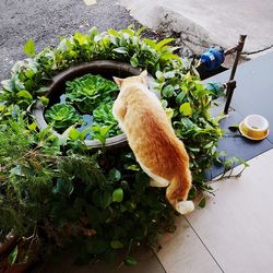 High angle view of potted plant on table