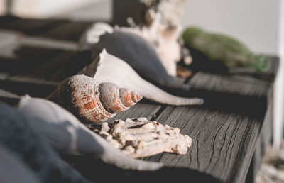 Close-up of seashells on table