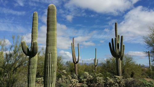 View of cardon cactus in forest