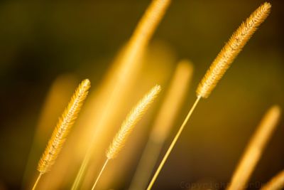 Close-up of crop growing outdoors
