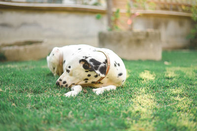 Close-up of dog on field