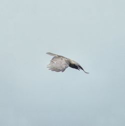 Low angle view of bird flying against clear sky