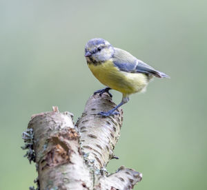 Close-up of bird perching on a tree