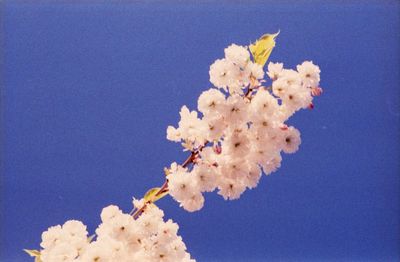 Low angle view of white flowers blooming on tree