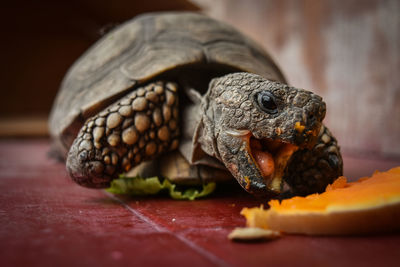 Close-up of turtle on floor