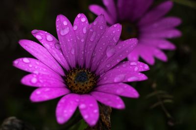 Close-up of water drops on pink flower