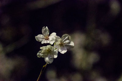 Close-up of white cherry blossoms in spring