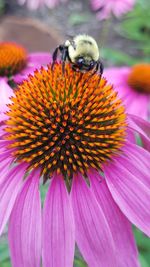 Close-up of honey bee on pink flower