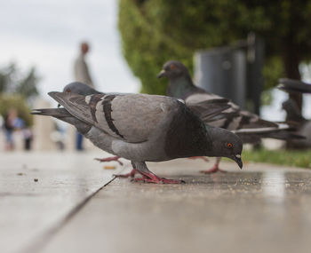 Close-up of pigeons perching on a bird