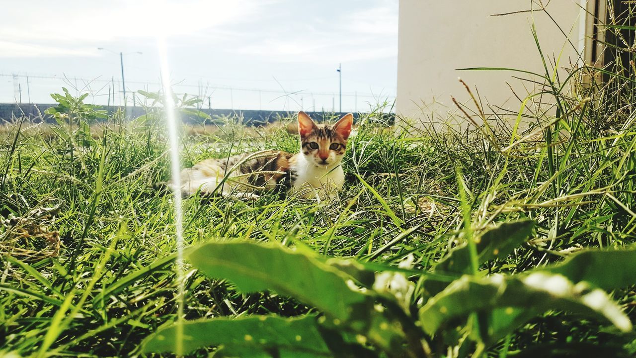 PORTRAIT OF CAT BY GRASS