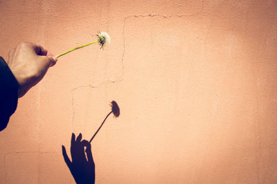 Shadow of person hand holding flowering plant against wall