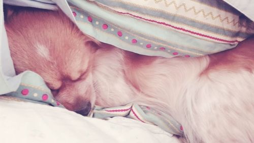 Close-up of dog sleeping