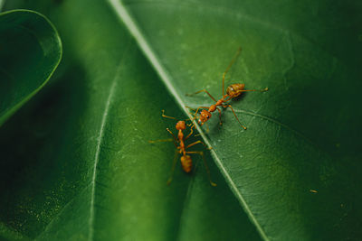 Two ants on a green leaf taken with a macro lens.