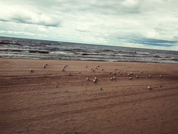 Birds on beach against sky