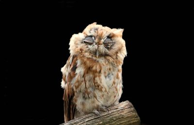 Close-up portrait of owl against black background