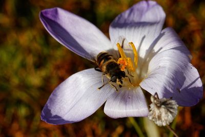 Close-up of bee pollinating on purple flower