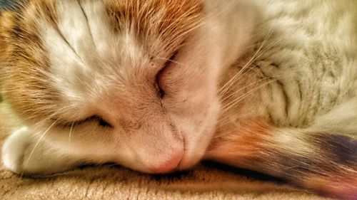 Close-up of cat sleeping