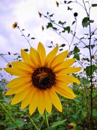 Close-up of insect on yellow flower
