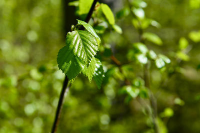 Close-up of fresh green plant