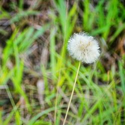 Close-up of dandelion flowers in field